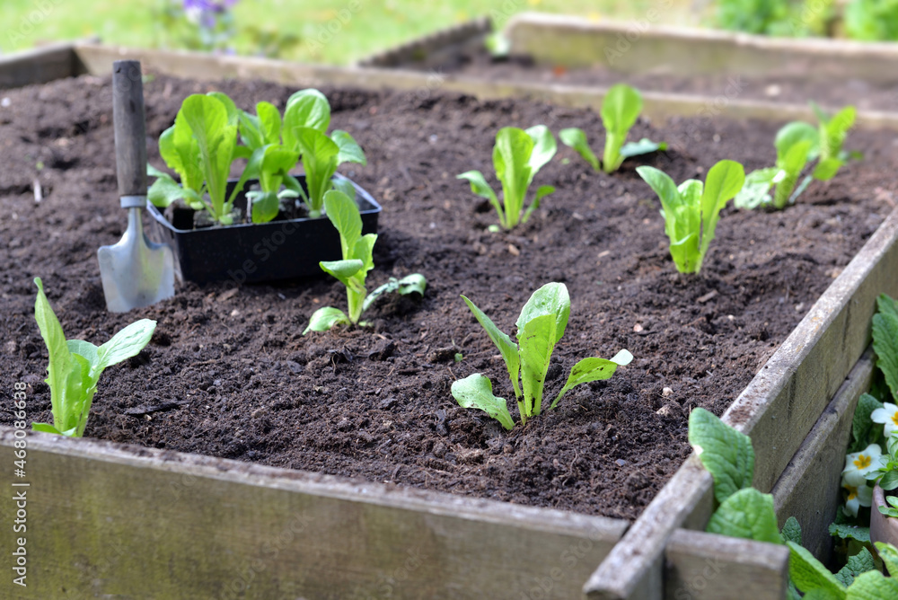 seedling of lettuce and planting in the soil of a square garden with a shovel seedling of lettuce and planting in the soil of a square garden with a shovel