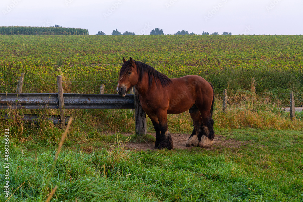 Naklejka premium farm horse in the meadow