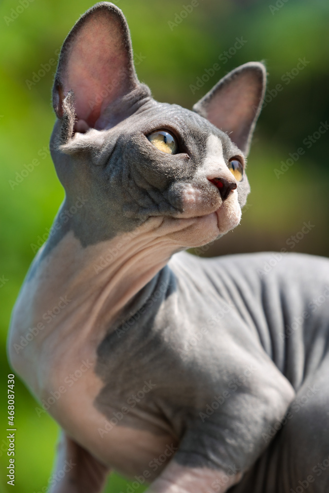 Portrait of young pretty Canadian Sphynx Cat with big yellow eyes outdoors on sunny day. Female kitten posing, she turned head back and extended neck. Close-up. Natural blurred green background.