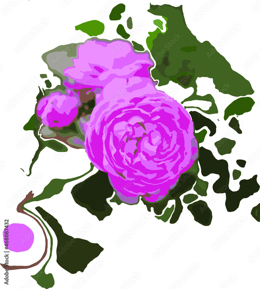 Vector illustration of purple rose Vector illustration of purple rose