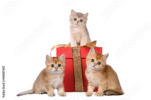Three Kittens sitting on a box
