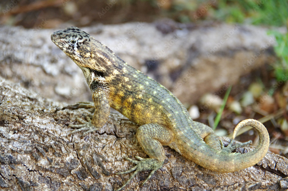 A big green lizard with curved tail A big green lizard with curved tail