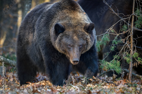 Bear in autumn forest. Ursus arctos, fall colours. Dangerous animal in natural habitat © byrdyak