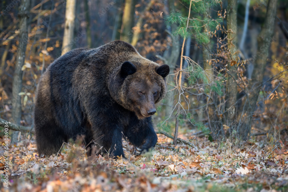 Fototapeta premium Bear in autumn forest. Ursus arctos, fall colours. Dangerous animal in natural habitat