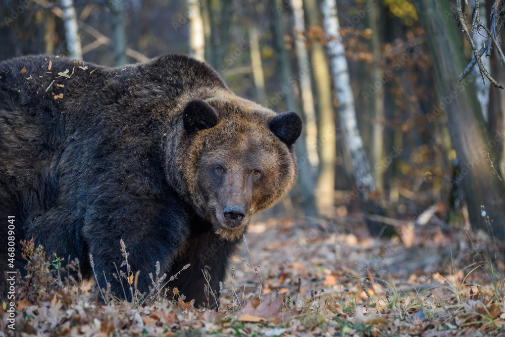 Fototapeta premium Bear in autumn forest. Ursus arctos, fall colours. Dangerous animal in natural habitat