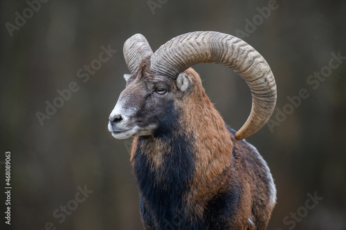 Big mouflon animal. Ovis gmelini, forest horned animal in nature habitat photo