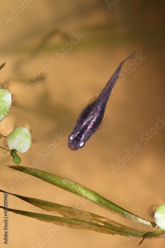 Japanese aquarium colorful Killifish “Medaka” . 透明な水槽の中を泳ぐコバルト色に輝くメダカを真上から撮った写真。  photo