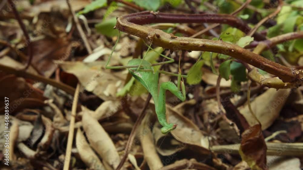 Green Praying Mantis Moving Its Head Around and Looking Around, Hanging Upside Down In The Forest. close up static shot Green Praying Mantis Moving Its Head Around and Looking Around, Hanging Upside Down In The Forest. close up static shot