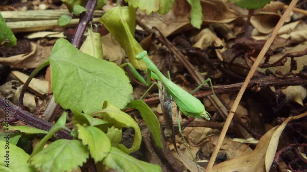 Green European Mantis Walking On Forest Floor and Climbing Up Onto Plant. close up Green European Mantis Walking On Forest Floor and Climbing Up Onto Plant. close up