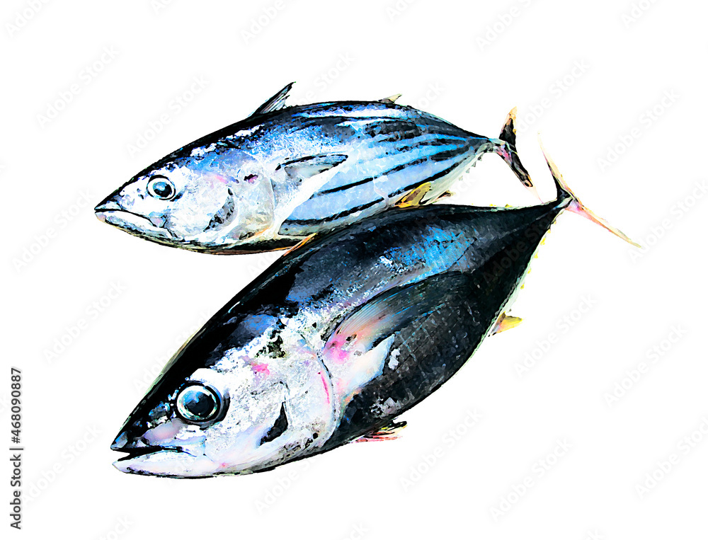 水揚げ直後に興奮して鮮やかに発色したマグロとカツオの魚体イラスト Stock イラスト Adobe Stock