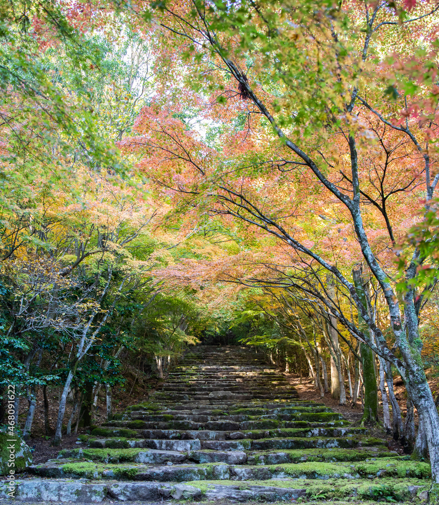 紅葉の並木 石階段 Stock Photo Adobe Stock