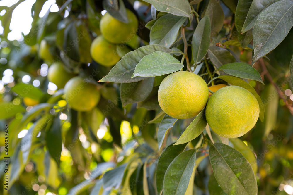 Bitter orange (Turunç) that has not yet turned yellow. Bitter orange is the fruit of the evergreen tree. Resembles an orange, but has a bitter-sour juice. It is used to add a sour taste to salads. Bitter orange (Turunç) that has not yet turned yellow. Bitter orange is the fruit of the evergreen tree. Resembles an orange, but has a bitter-sour juice. It is used to add a sour taste to salads.