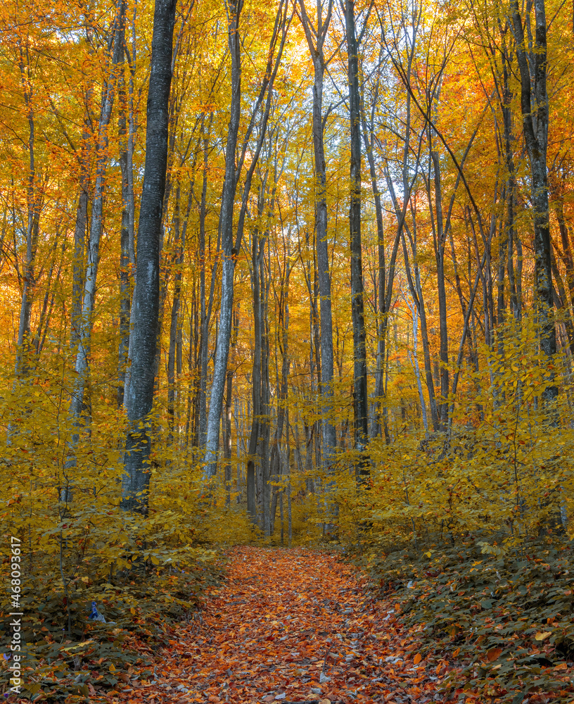 Fototapeta premium Beautiful autumn in a forest