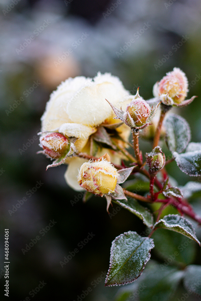 The Plant With Frost. Roses covered with frost The Plant With Frost. Roses covered with frost