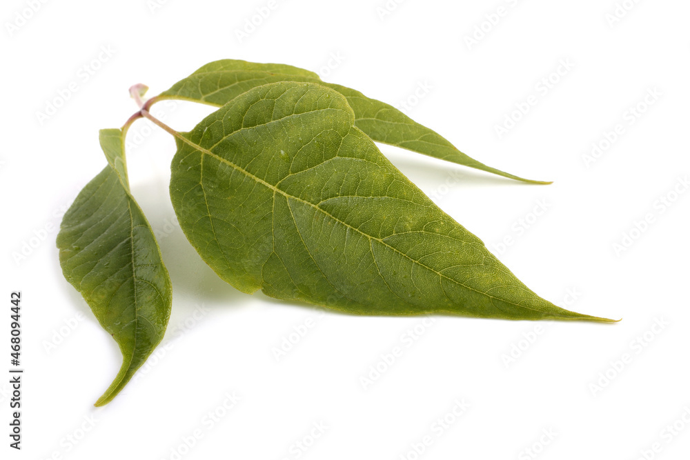 Fototapeta premium Ash-leaved maple (acer negundo). Box elder