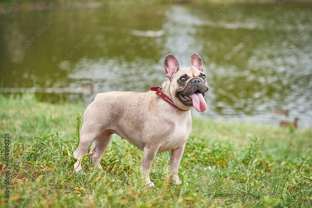 Dog of breed french bulldog on the lawn in the park, funny muzzle with tongue