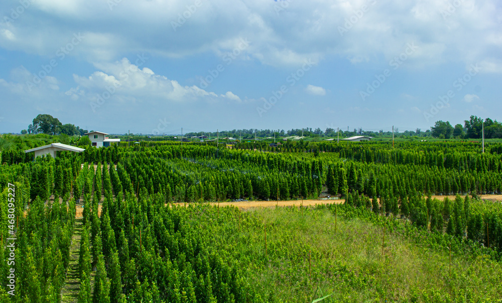 Agricultural field with blue sky Agricultural field with blue sky