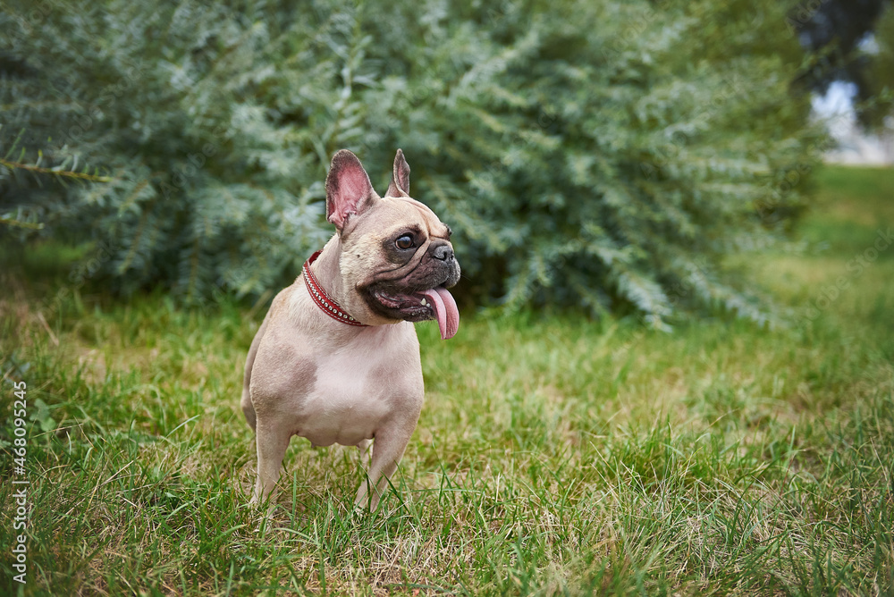Dog of breed french bulldog on the lawn in the park, funny muzzle with tongue