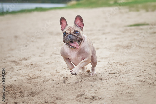 portrait of a french bulldog in motion, photo of a dog with dynamics © e-Kis