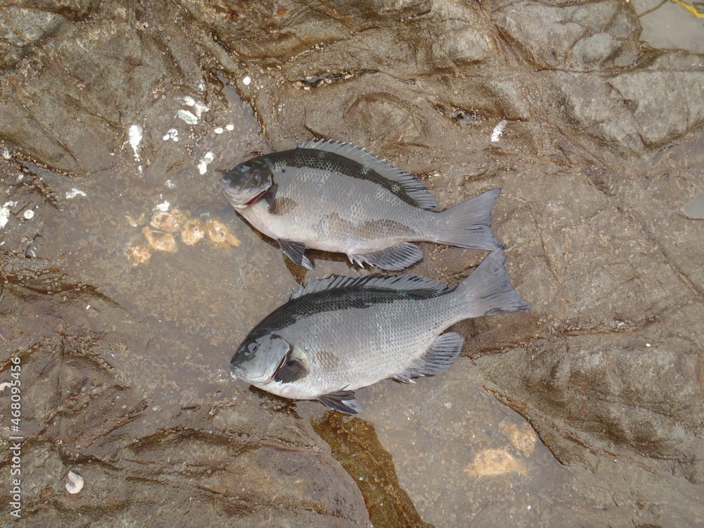 Japanese Most Popular Sea Fish Onaga Mejina Kuchibuto Mejina 磯の上で撮影したほぼ同じサイズの尾長メジナと口太メジナの比較画像 Stock Photo Adobe Stock