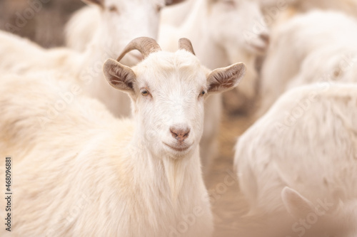 Farming goats in the village. Livestock raising. © Кристина Корнеева