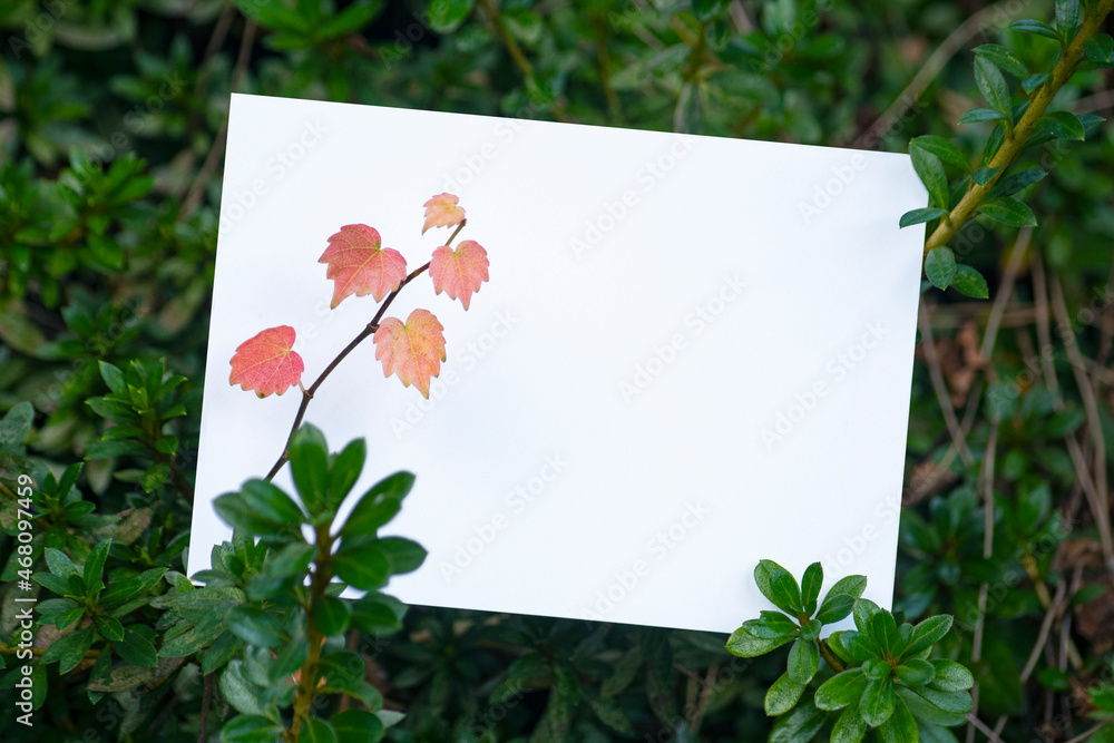 식물들과 카드목업