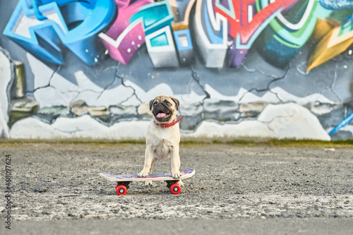 Little pug puppy on skateboard, healthy lifestyle concept photo