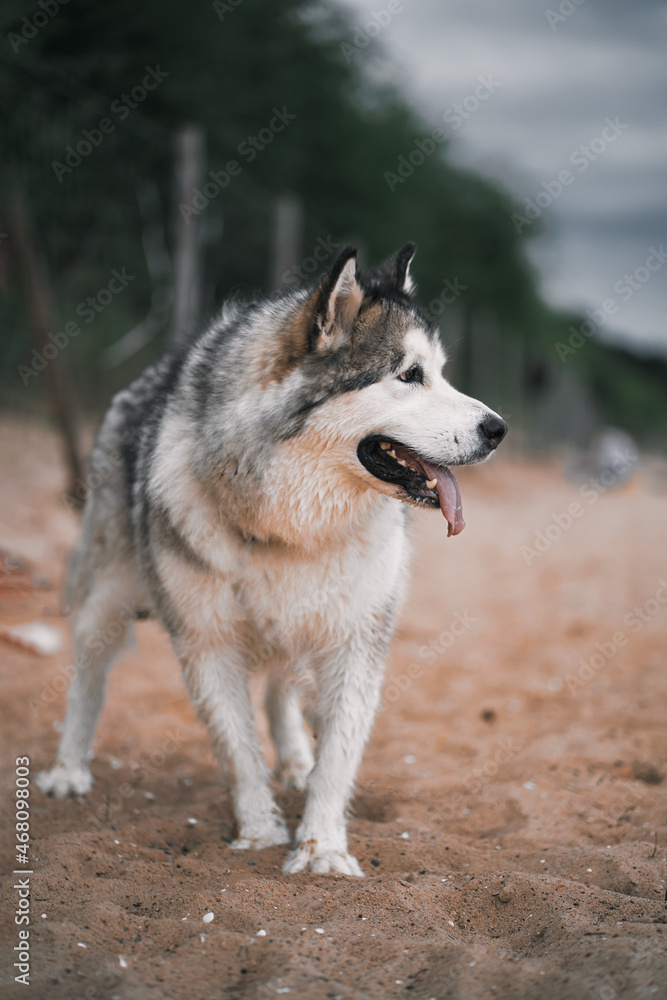 Close up portrait of malamute dog near the seaside