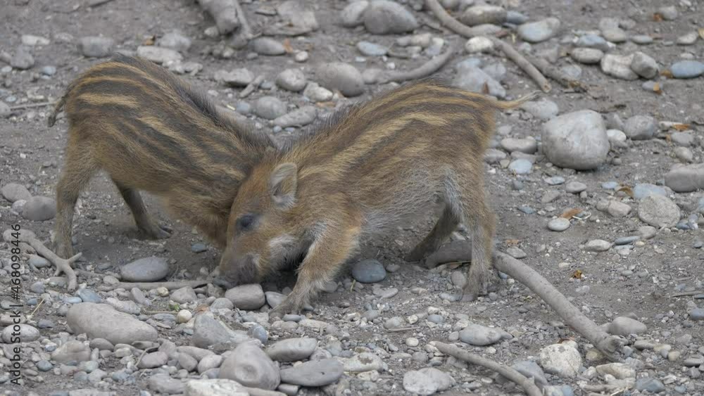 Couple of cute young boars fighting against for food on stony ground -close up shot Couple of cute young boars fighting against for food on stony ground -close up shot