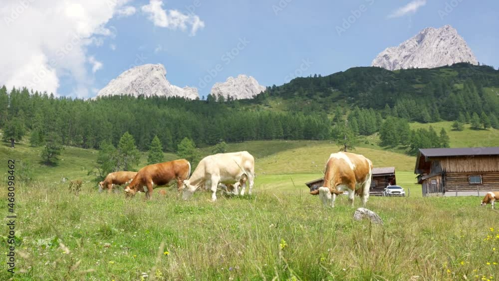 Cows grassing in the beautiful Austrian alps Cows grassing in the beautiful Austrian alps