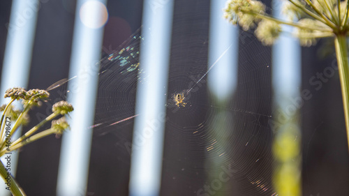 spider web