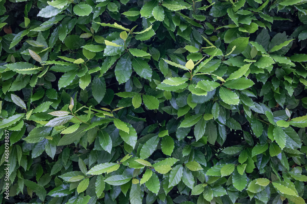 bay leaf on bush background bay leaf on bush background