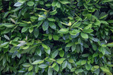 bay leaf on bush background