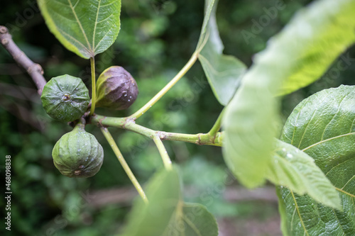 figs are not ripe on the tree