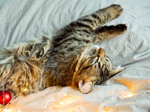 Christmas cat. Cute grey fluffy cat sleeping on bed with christmas balls and Christmas lights. Cozy holidays