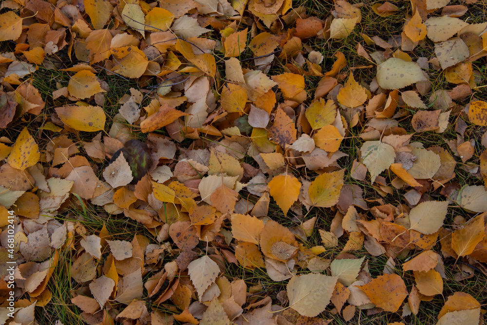 Yellow foliage on the lawn grass. Autumn in the city - fallow leaves are carpeted over the lawns. Yellow foliage on the lawn grass. Autumn in the city - fallow leaves are carpeted over the lawns.