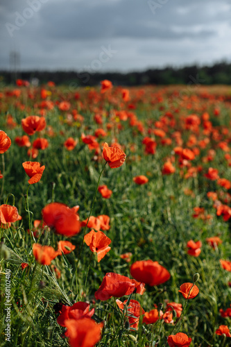 large field of red poppies on a sunny day
