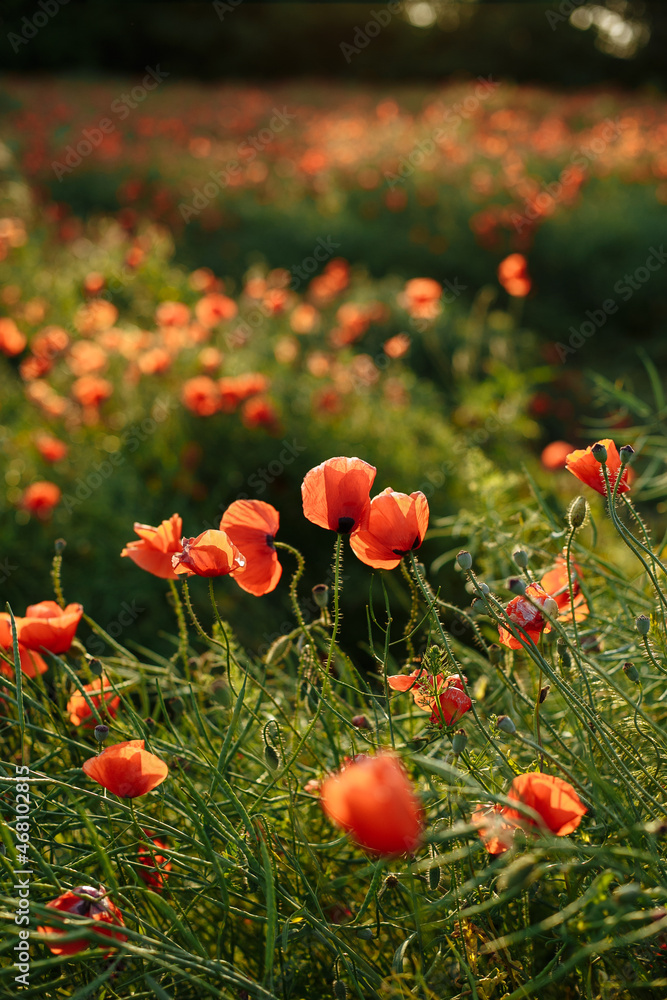 Obraz premium large field of red poppies on a sunny day