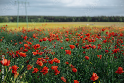 large field of red poppies on a sunny day