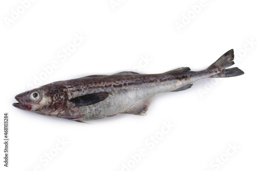 Pollock isolated on white