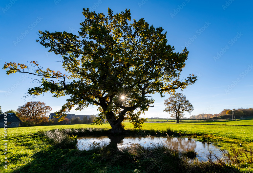 Solitary big old Oak Trees (Quercus)  on a meadow with small pond in Sauerland Germany near Menden Asbeck and Arnsberg Retringen, a rural agricultural region on autumn morning backlight and low sun.