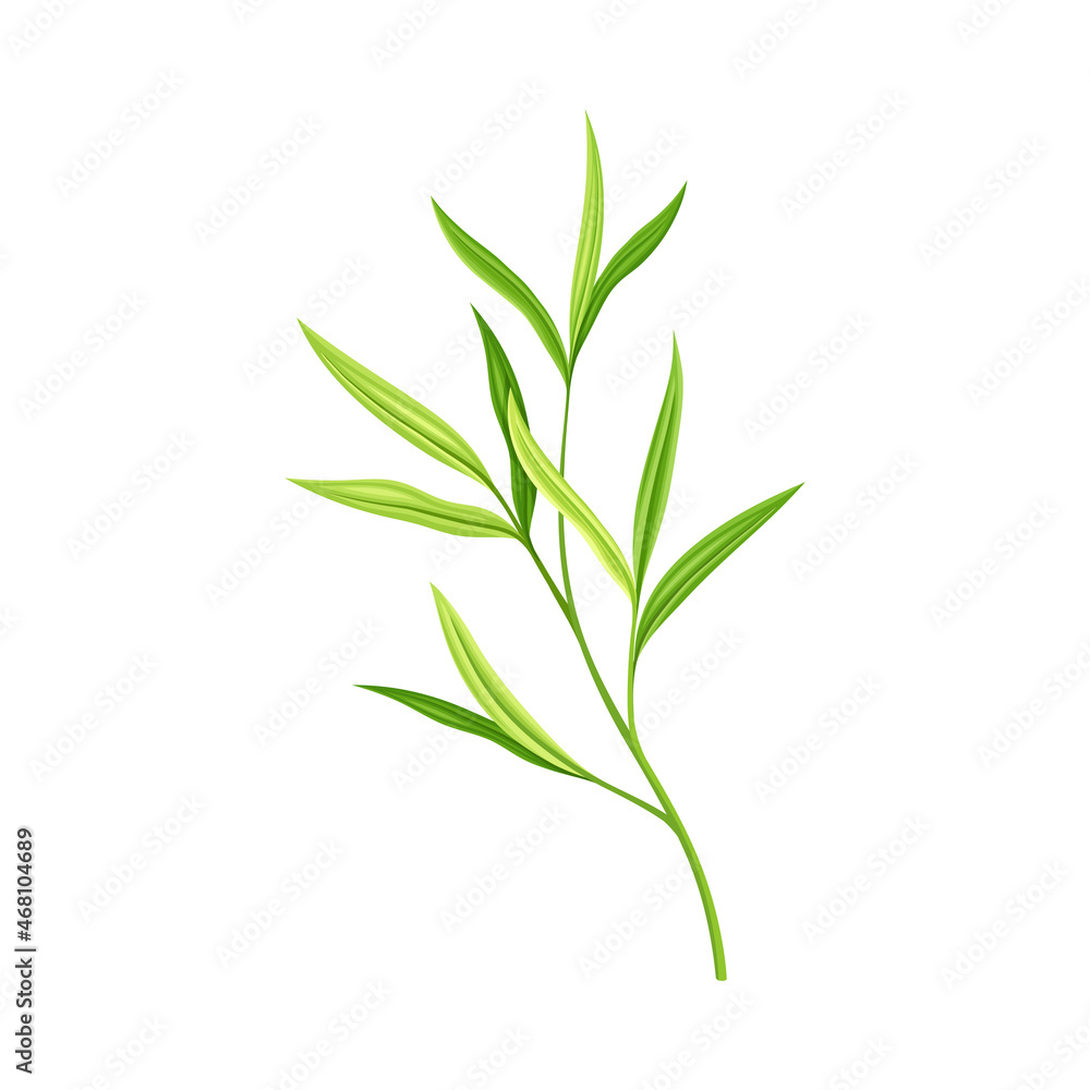 Fototapeta premium Bamboo Foliage and Green Leaf with Stem Vector Illustration