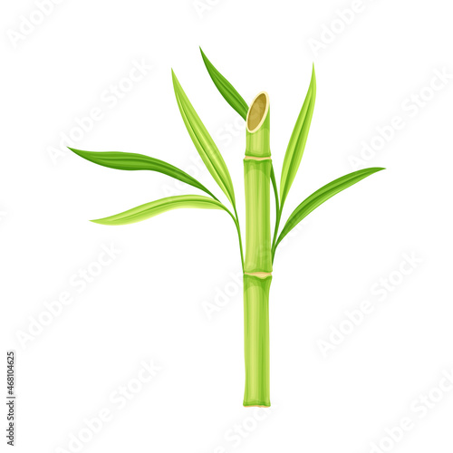 Bamboo as Evergreen Perennial Flowering Plant with Hollow Stem and Green Leaf Vector Illustration