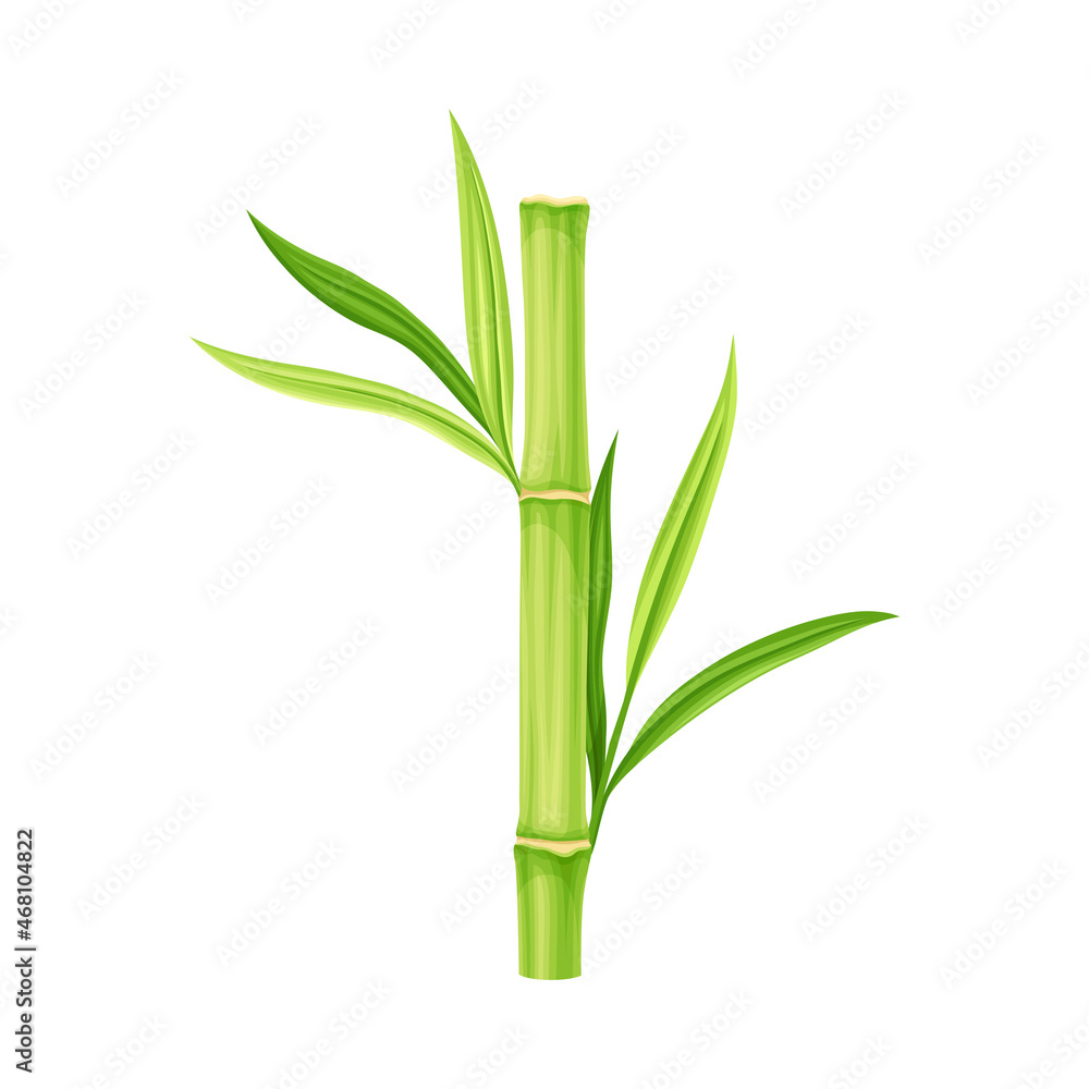 Bamboo as Evergreen Perennial Flowering Plant with Hollow Stem and Green Leaf Vector Illustration