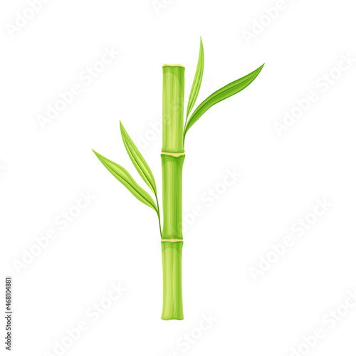 Bamboo as Evergreen Perennial Flowering Plant with Hollow Stem and Green Leaf Vector Illustration