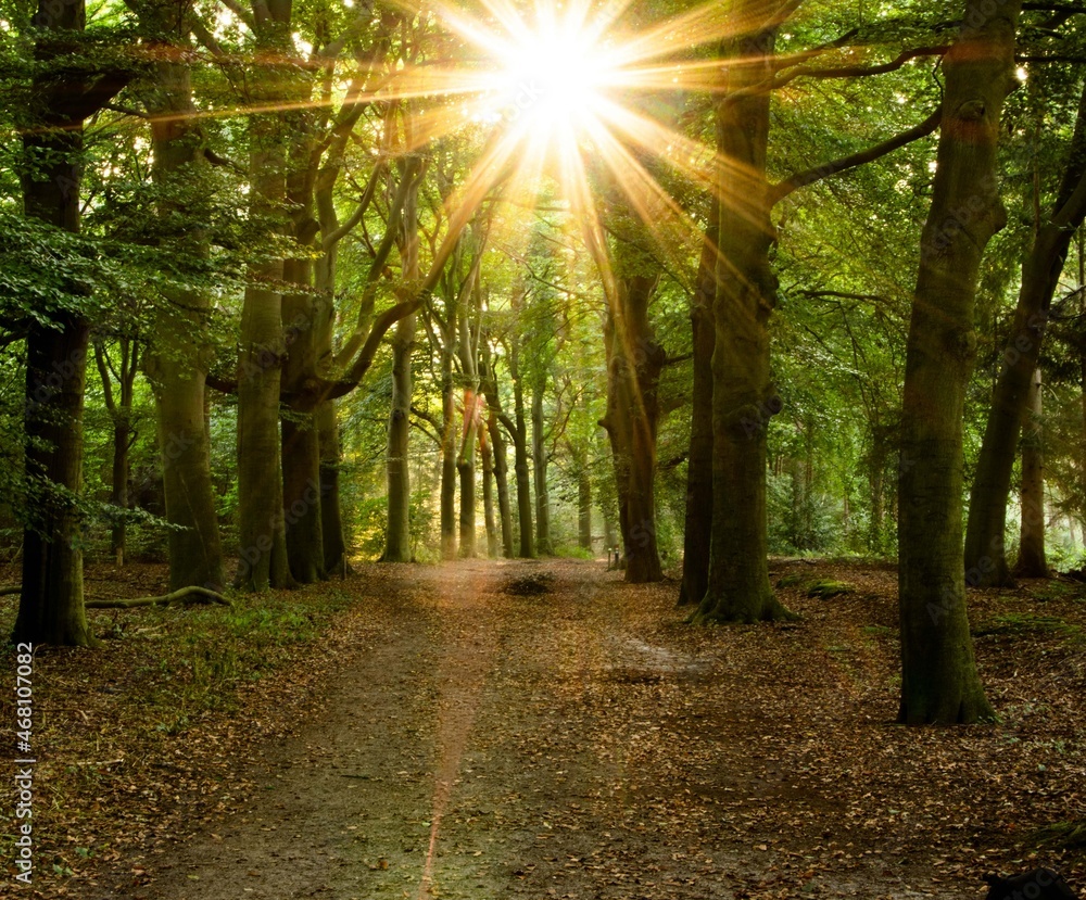 Obraz premium path in the forest