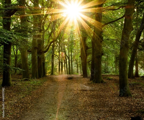 Wallpaper Mural path in the forest Torontodigital.ca