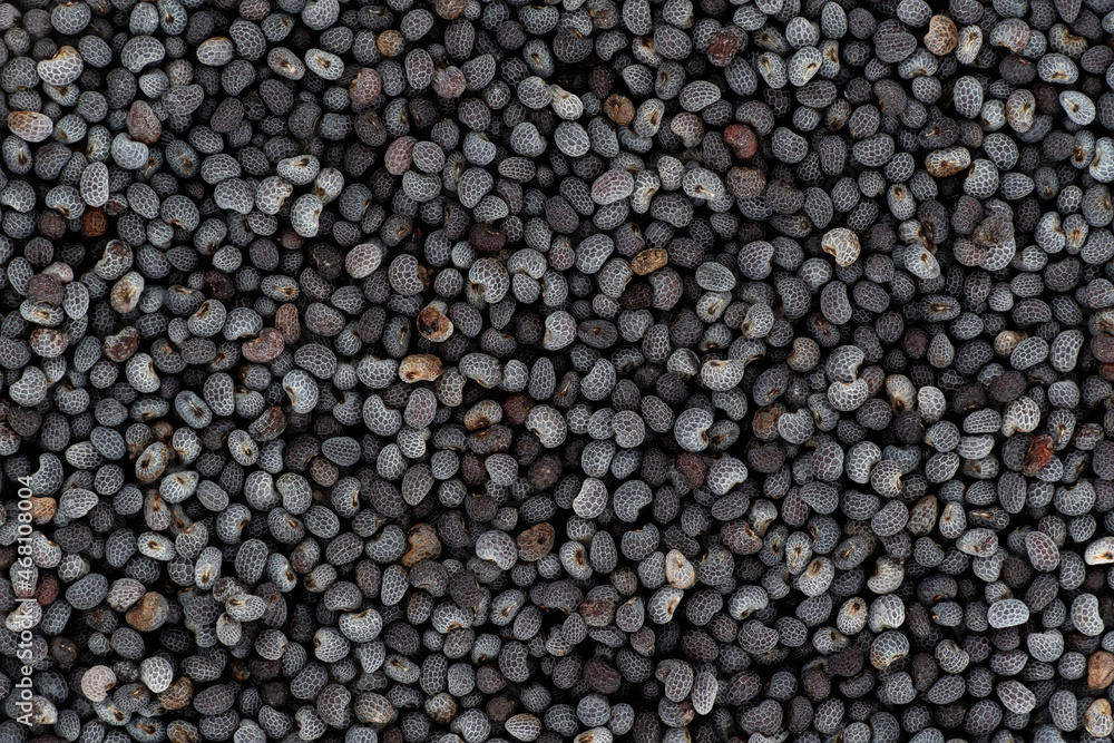 Black or blue poppy seeds under microscope, image width 23mm Black or blue poppy seeds under microscope, image width 23mm