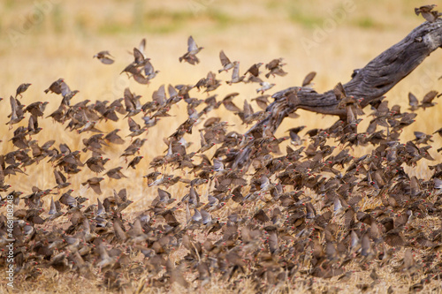 Red-billed quelea flock flying back and forth between trees and the waterhole in the Kalahari, South Africa © wayne