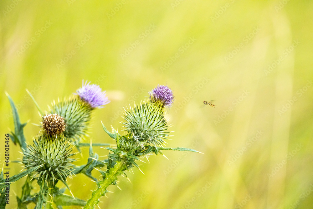 Scottish Thistle Flower Scottish Thistle Flower